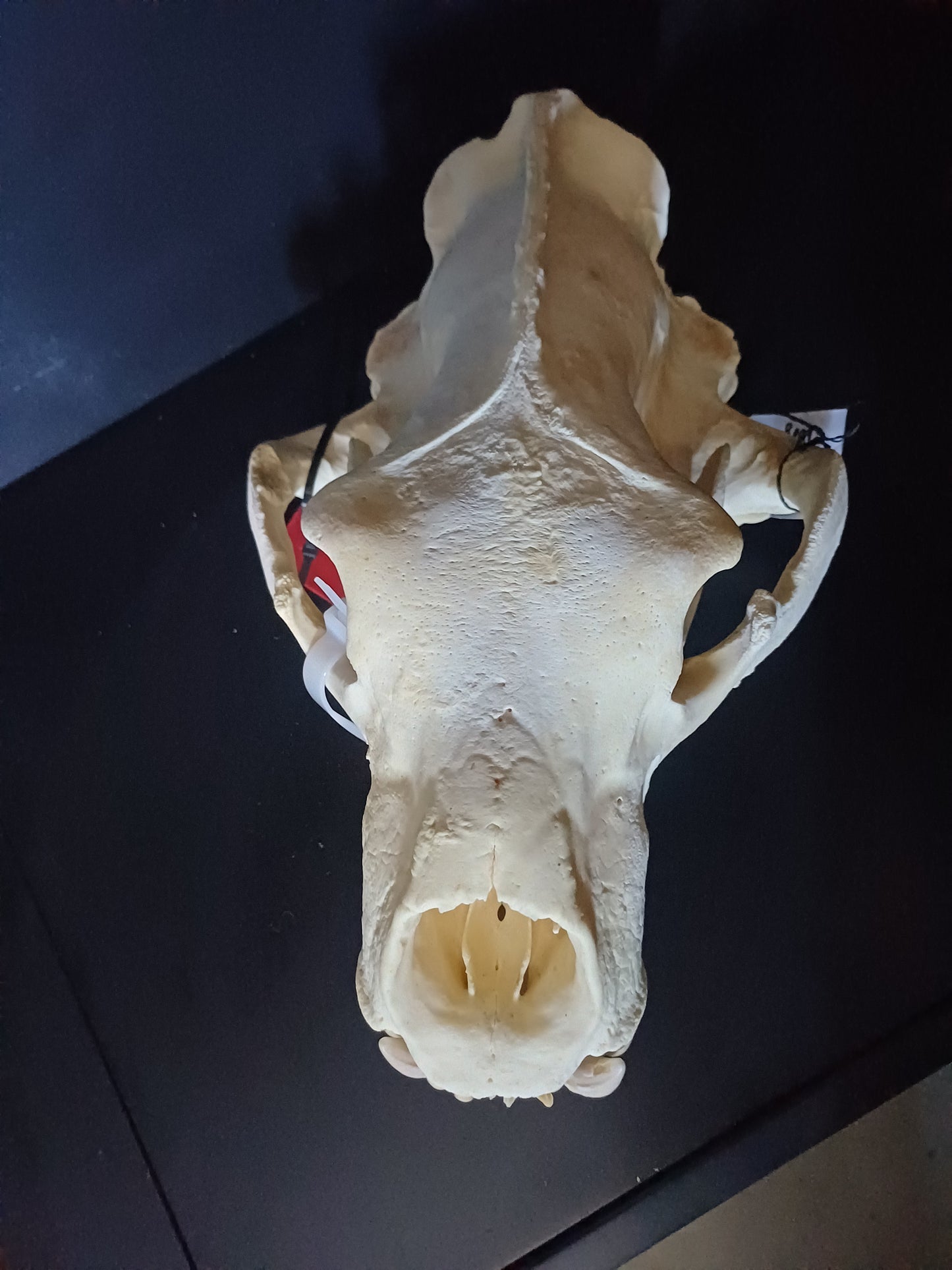 XL polar bear skull (CITES)