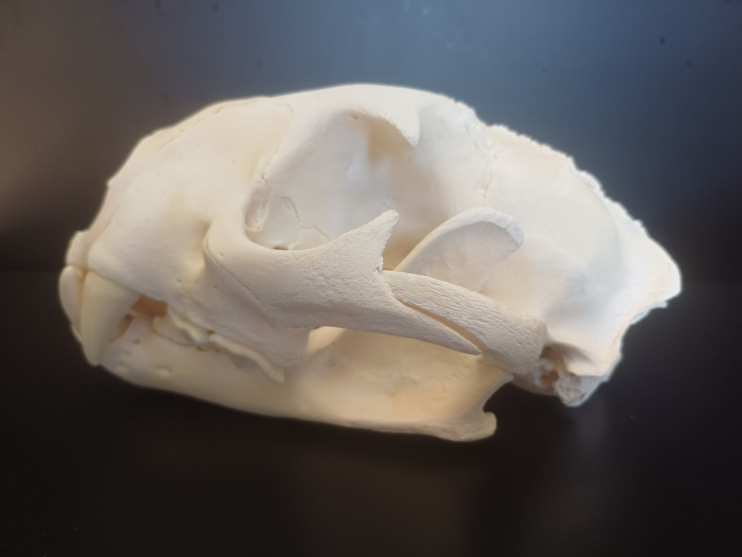 Cougar Skull