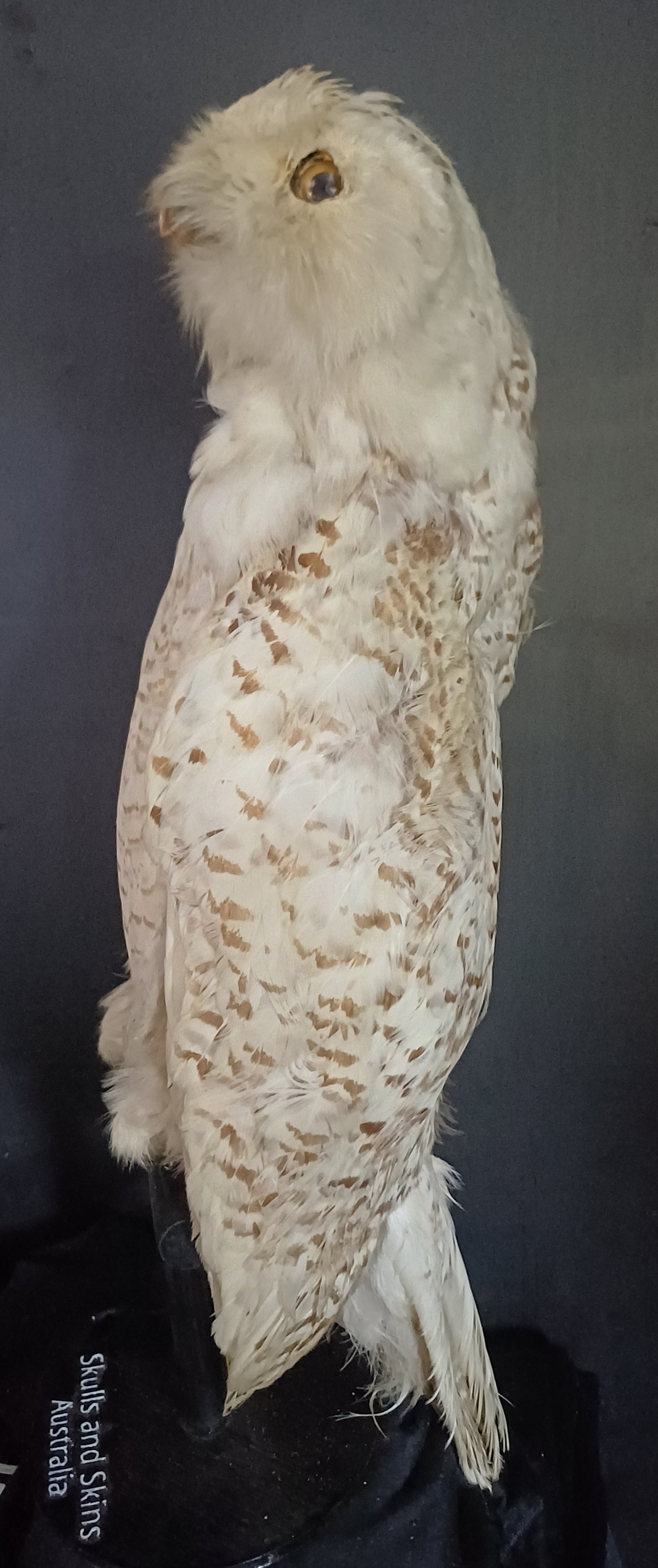 Snowy Owl (CITES)