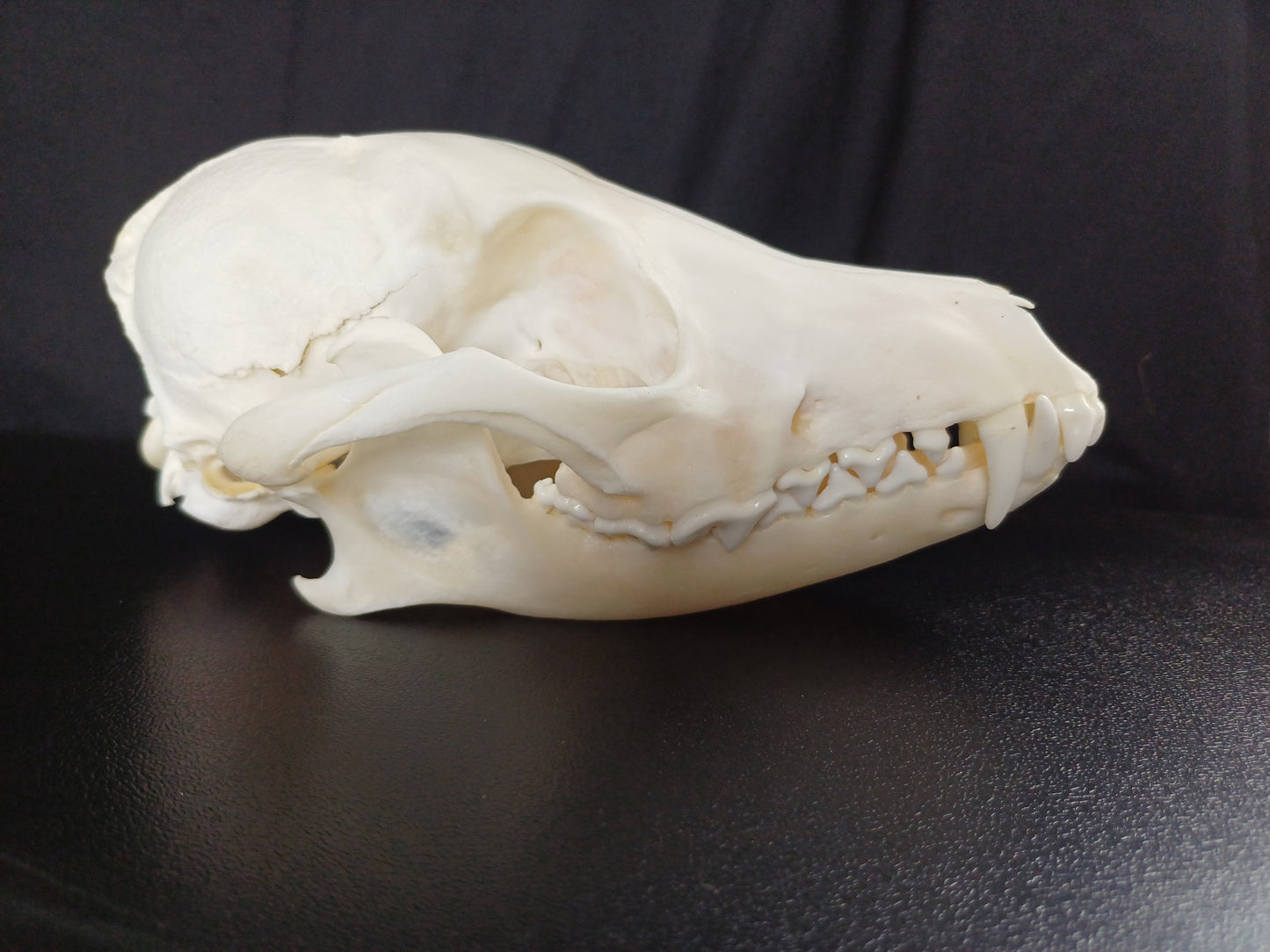 Black Backed Jackal Skull