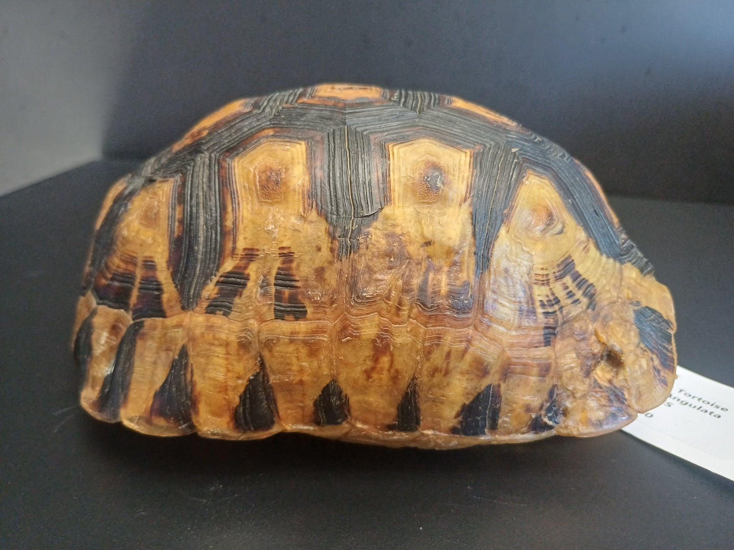 Large Angulate tortoise shell (CITES)