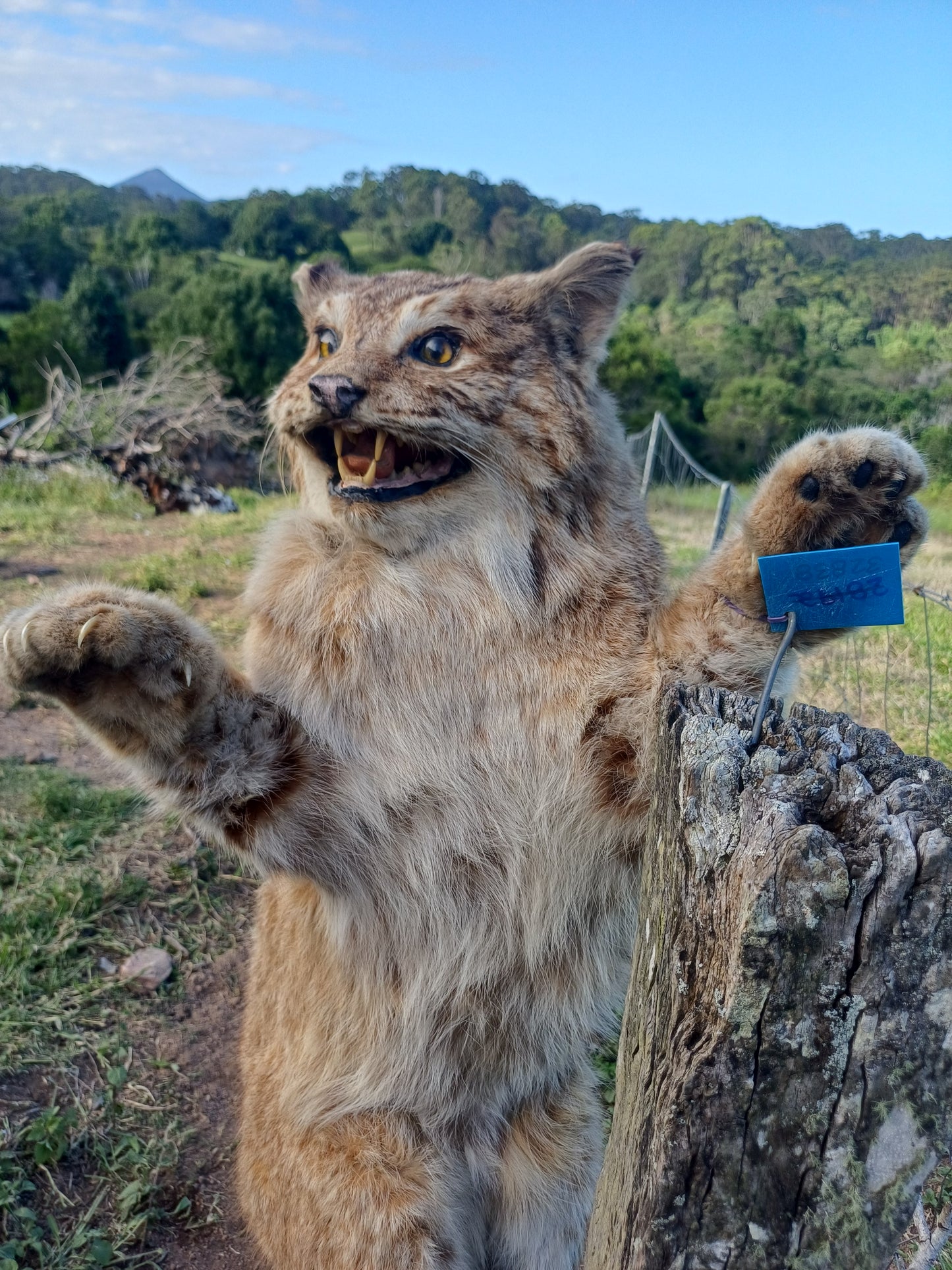 Bobcat taxidermy mount