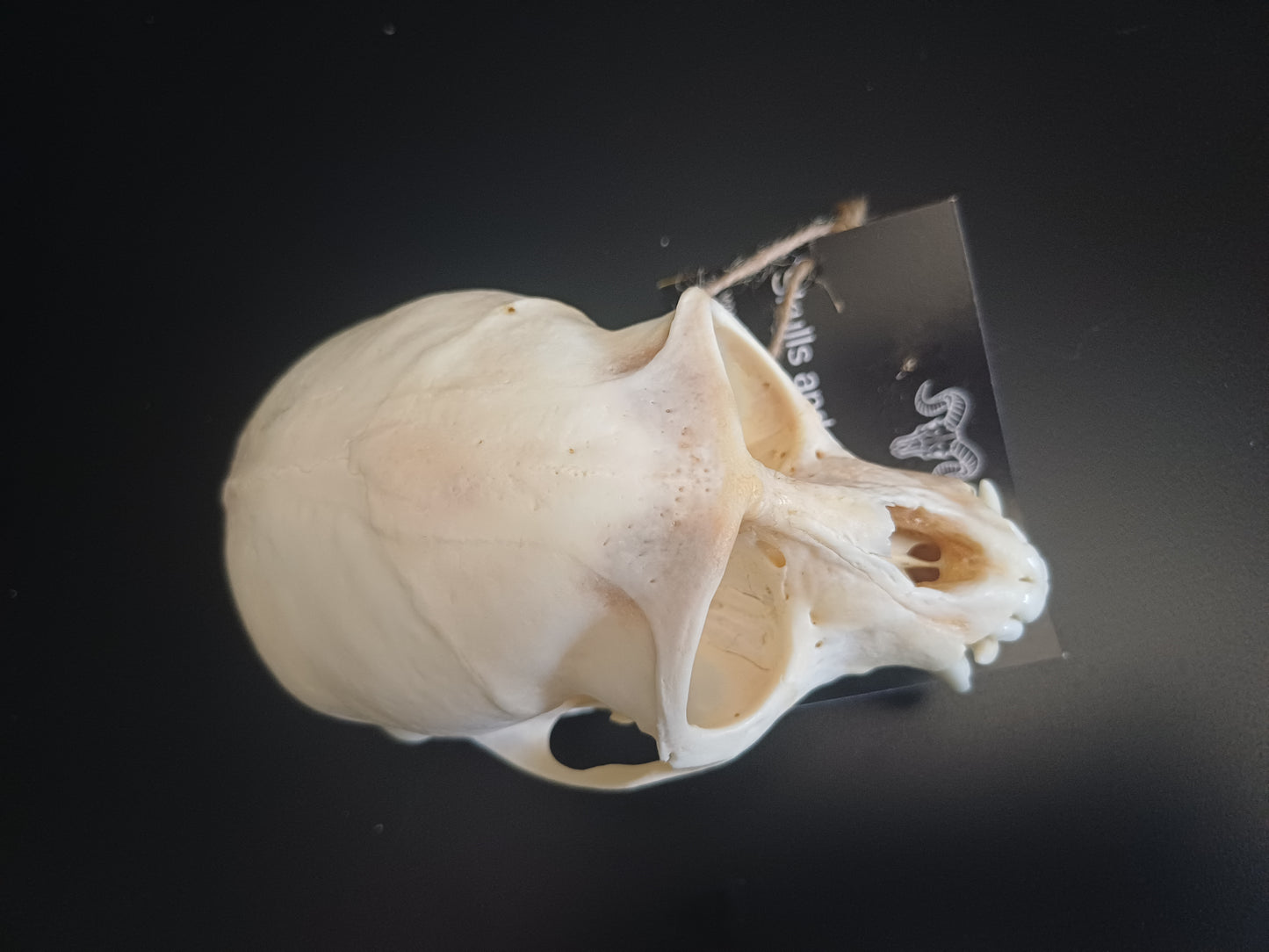 Vervet Monkey Skull - Male