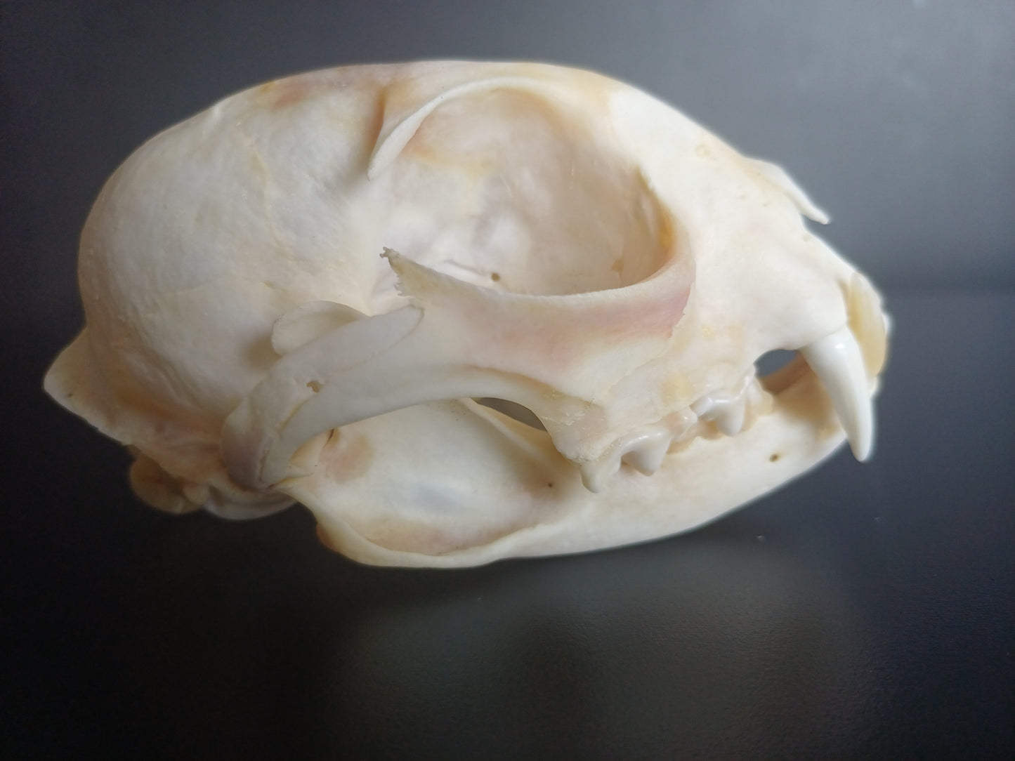 Lynx skull