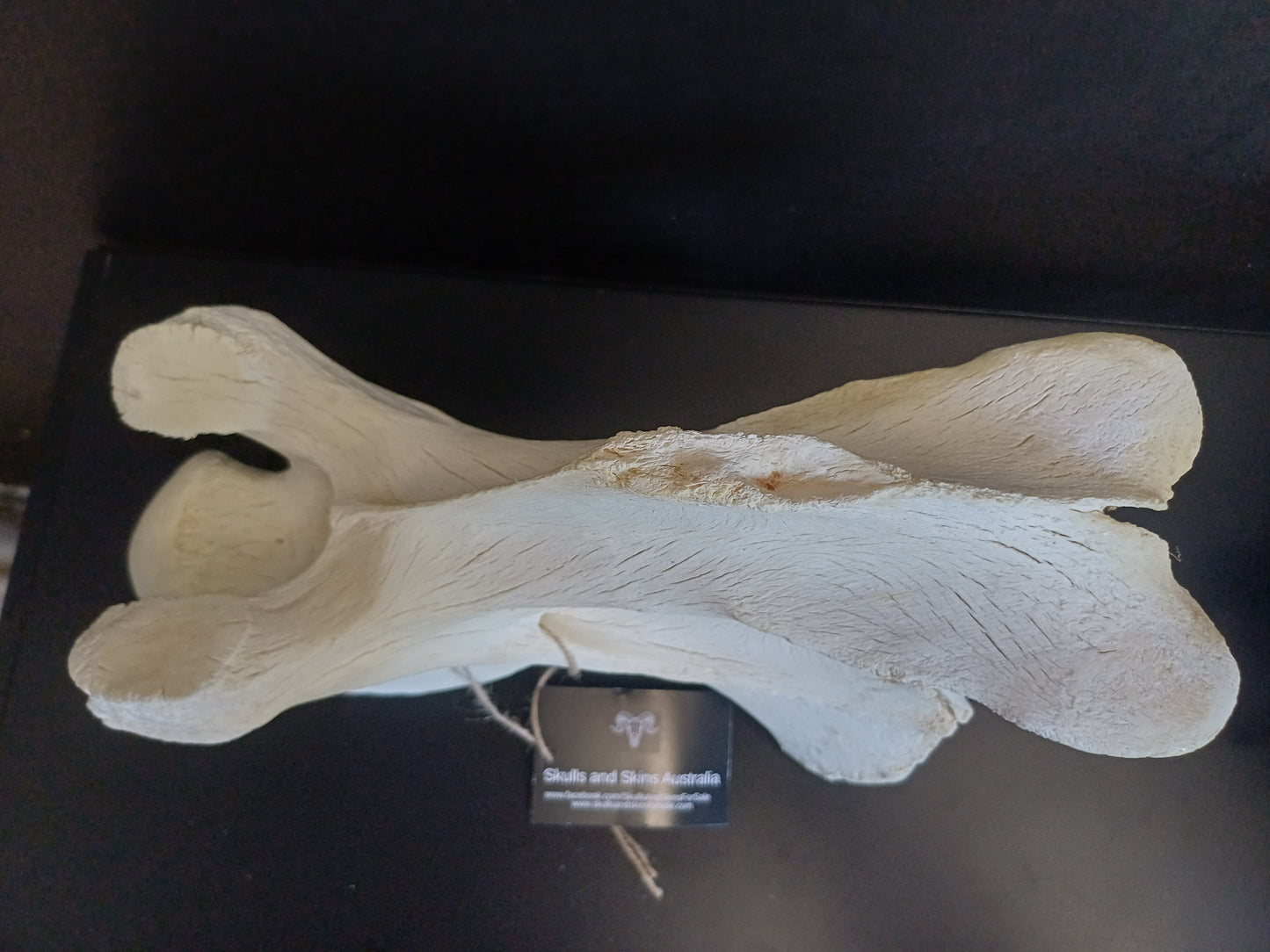 XL Giraffe Vertebrae (CITES permit inc)