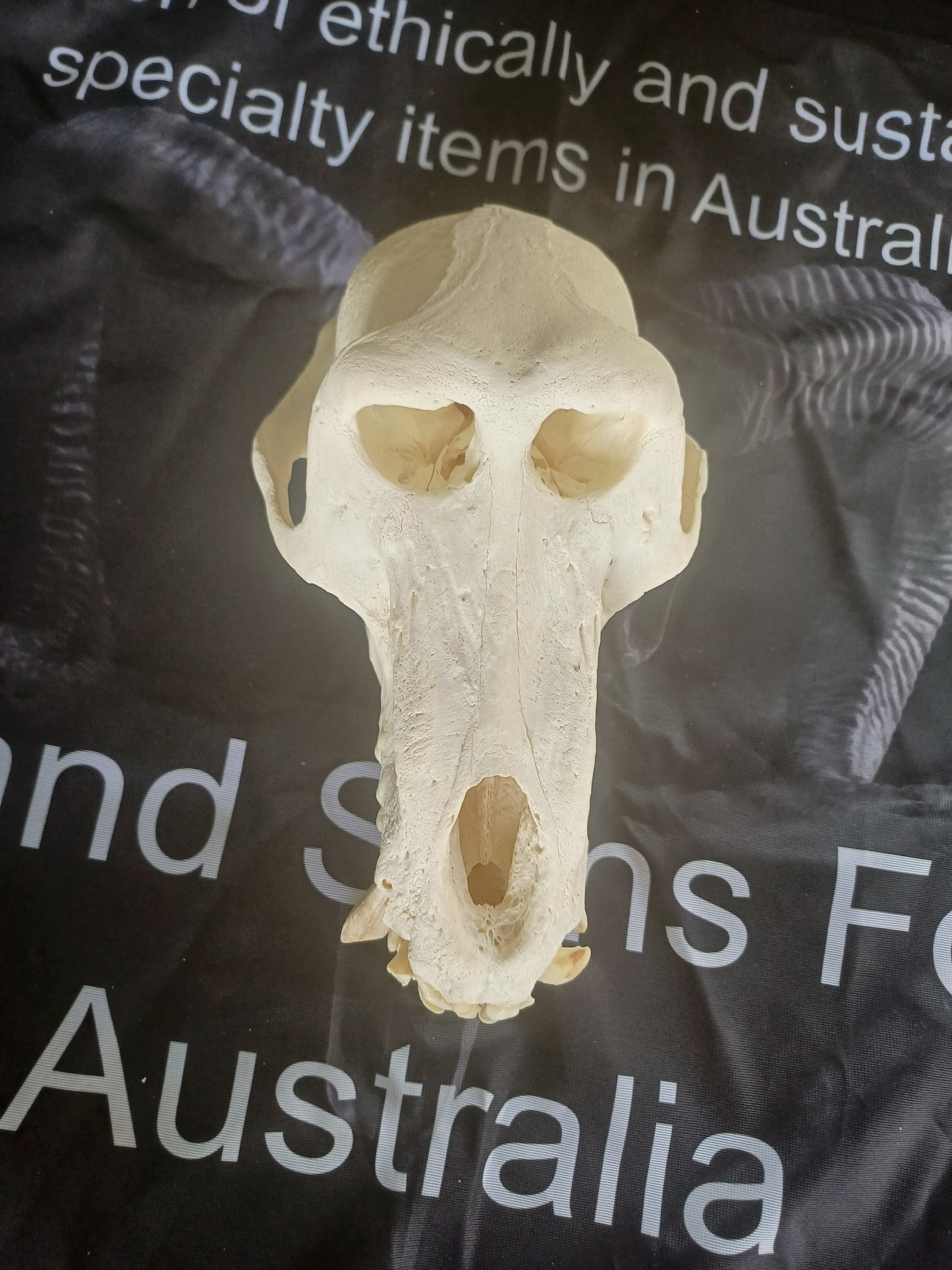 Chachma Baboon skull - male CITES (inc. shipping)