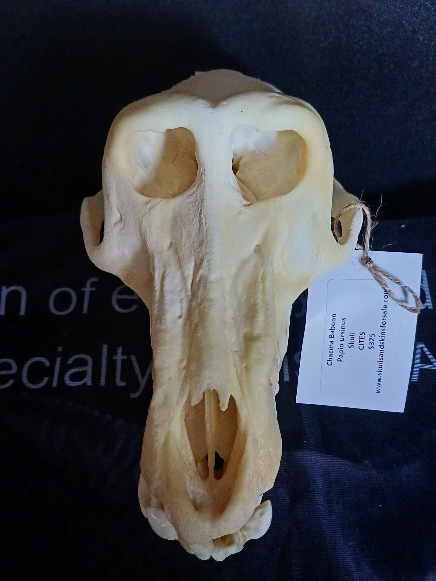 B Grade Chacma Baboon skull - male CITES