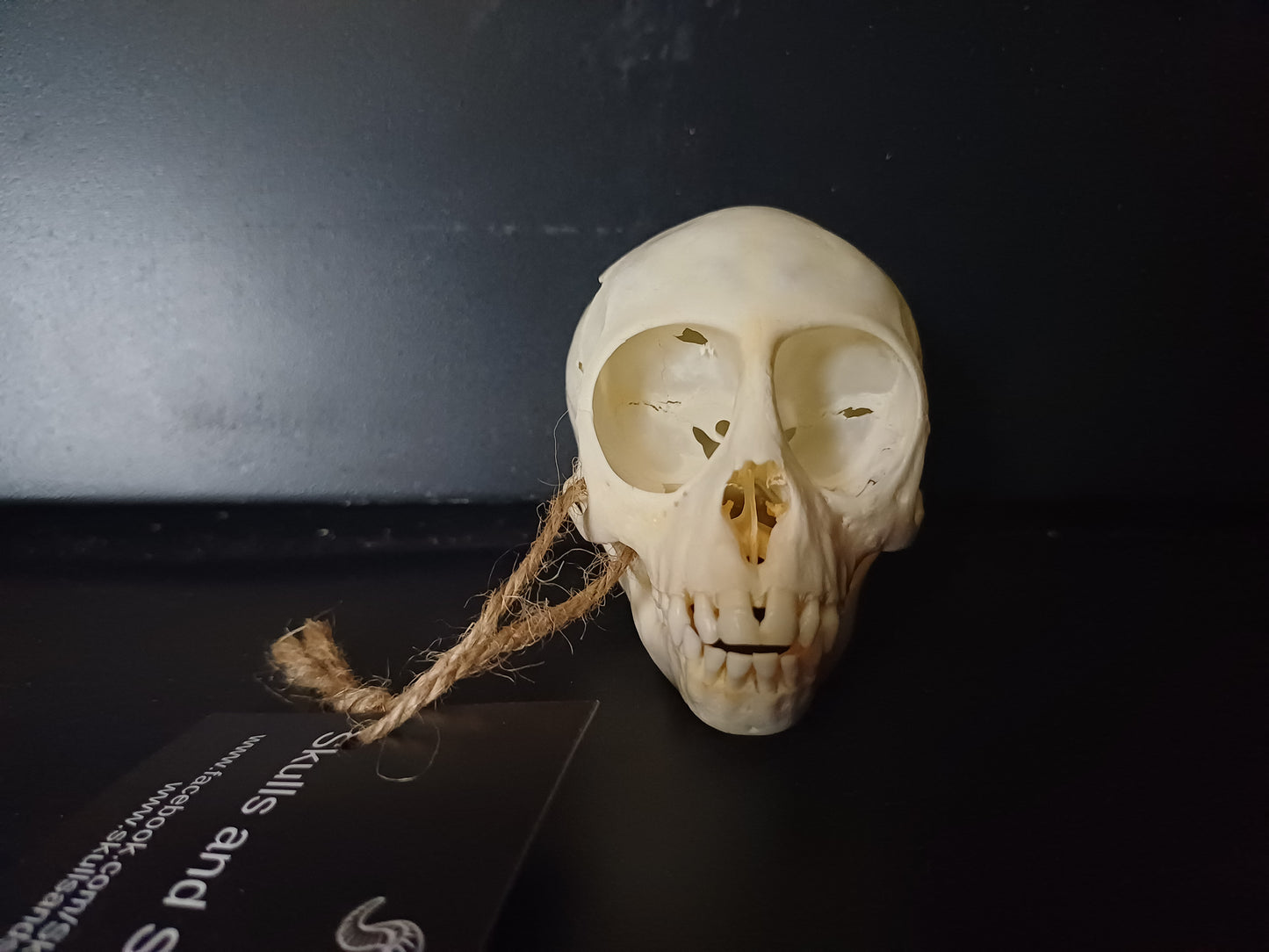 Vervet Monkey Skull - sub-adult