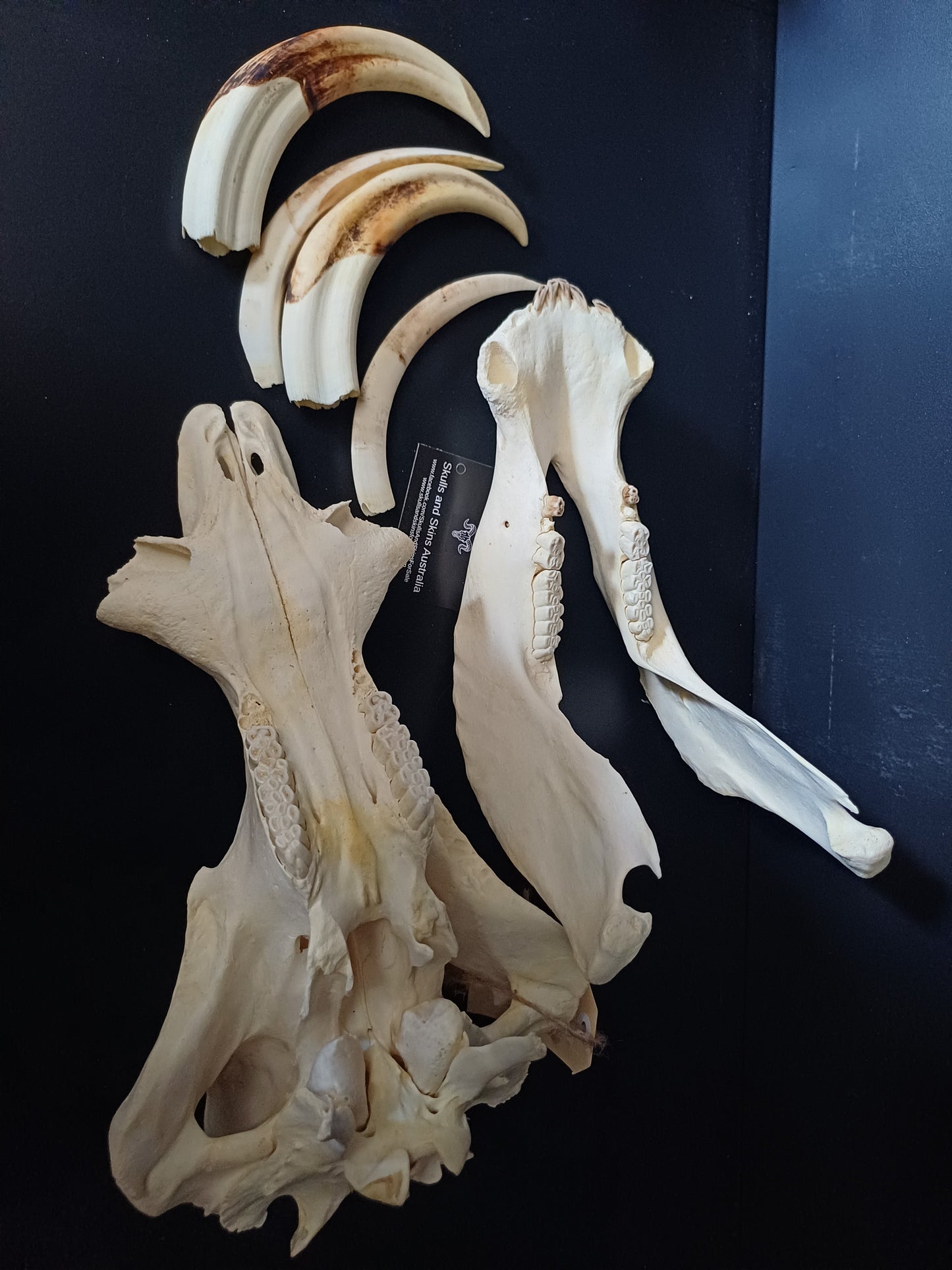 Large Warthog skull