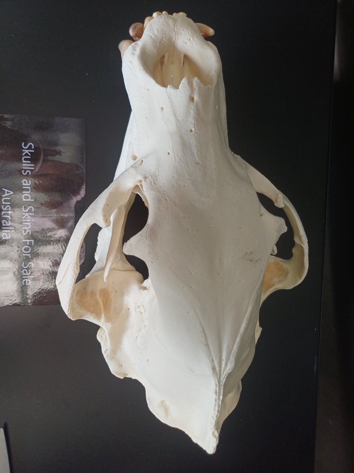 XXL Black Bear skull