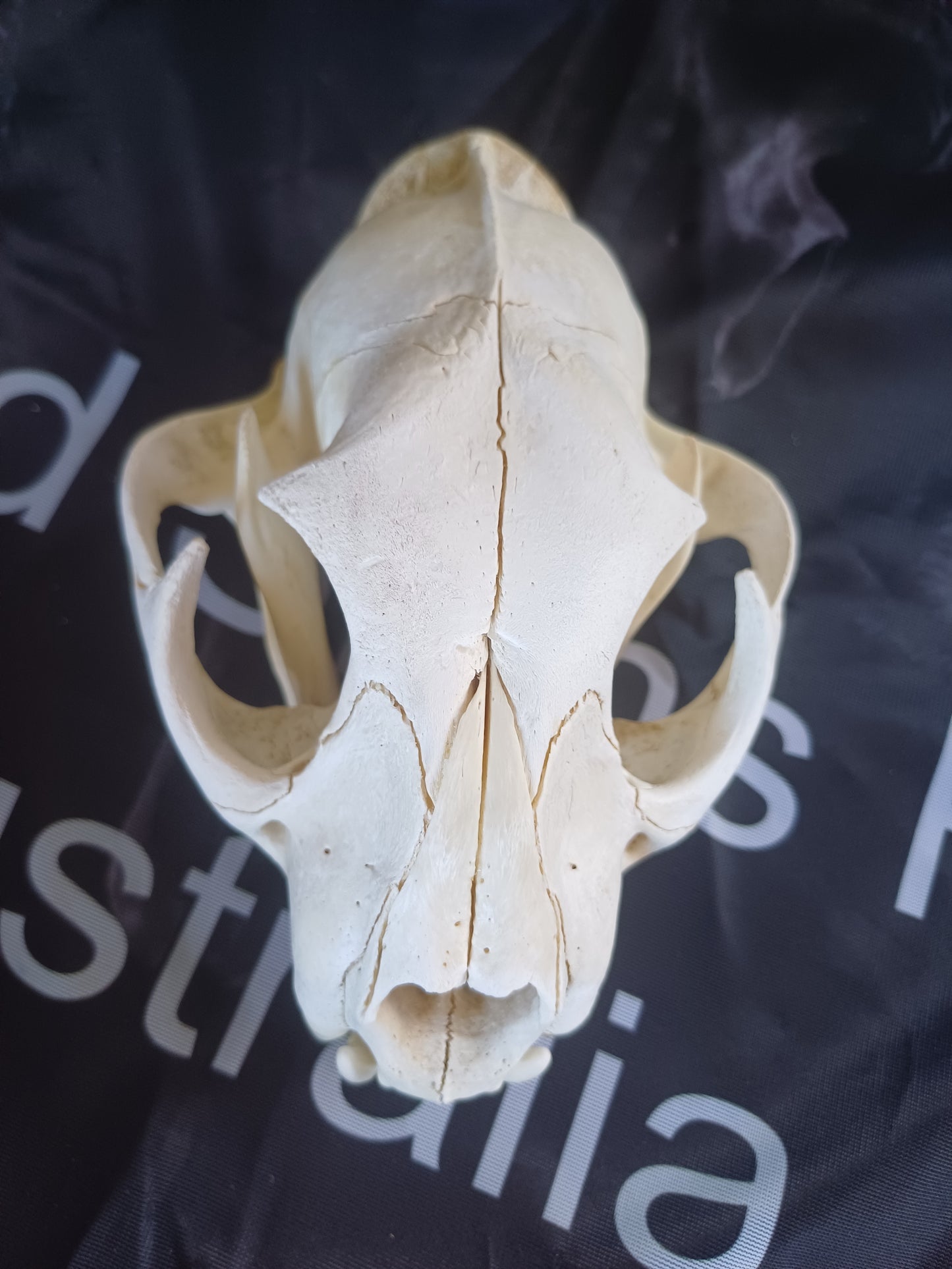 Cougar Skull