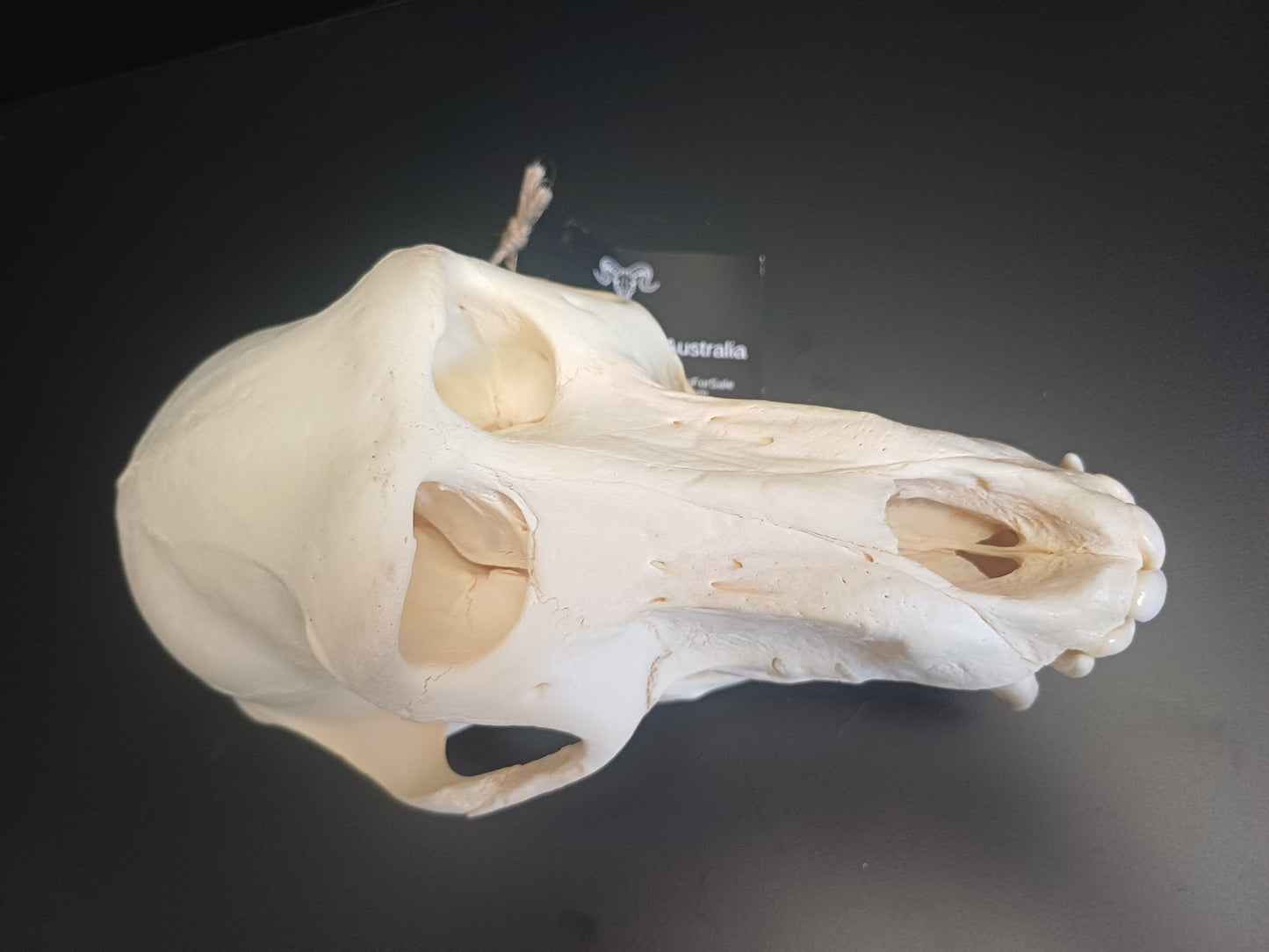 Chachma Baboon skull - male CITES