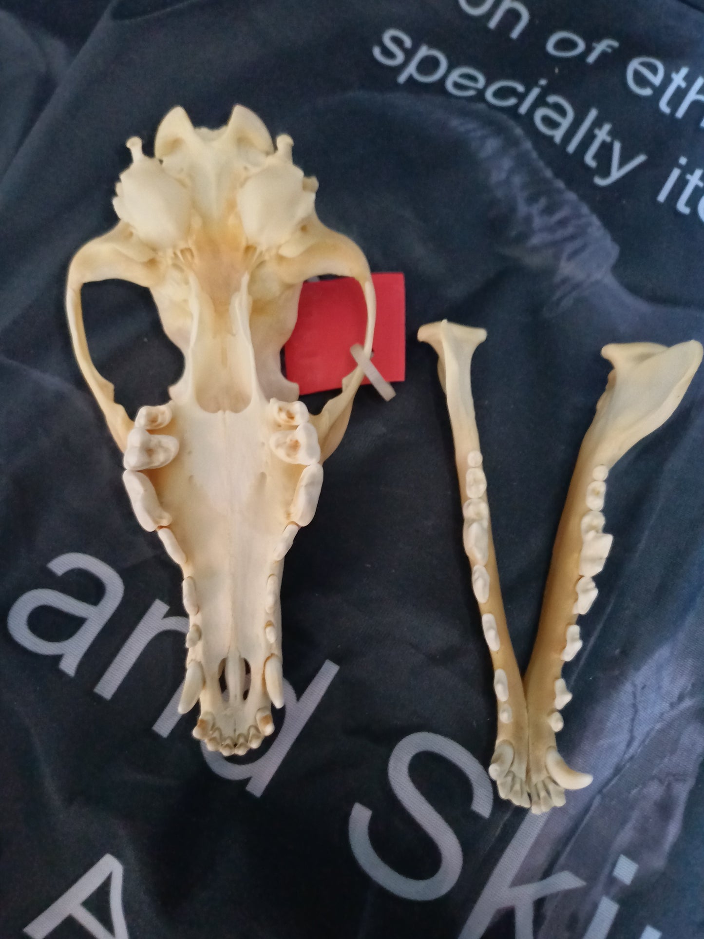 Coyote Skull