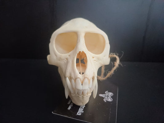 Vervet Monkey Skull - Male