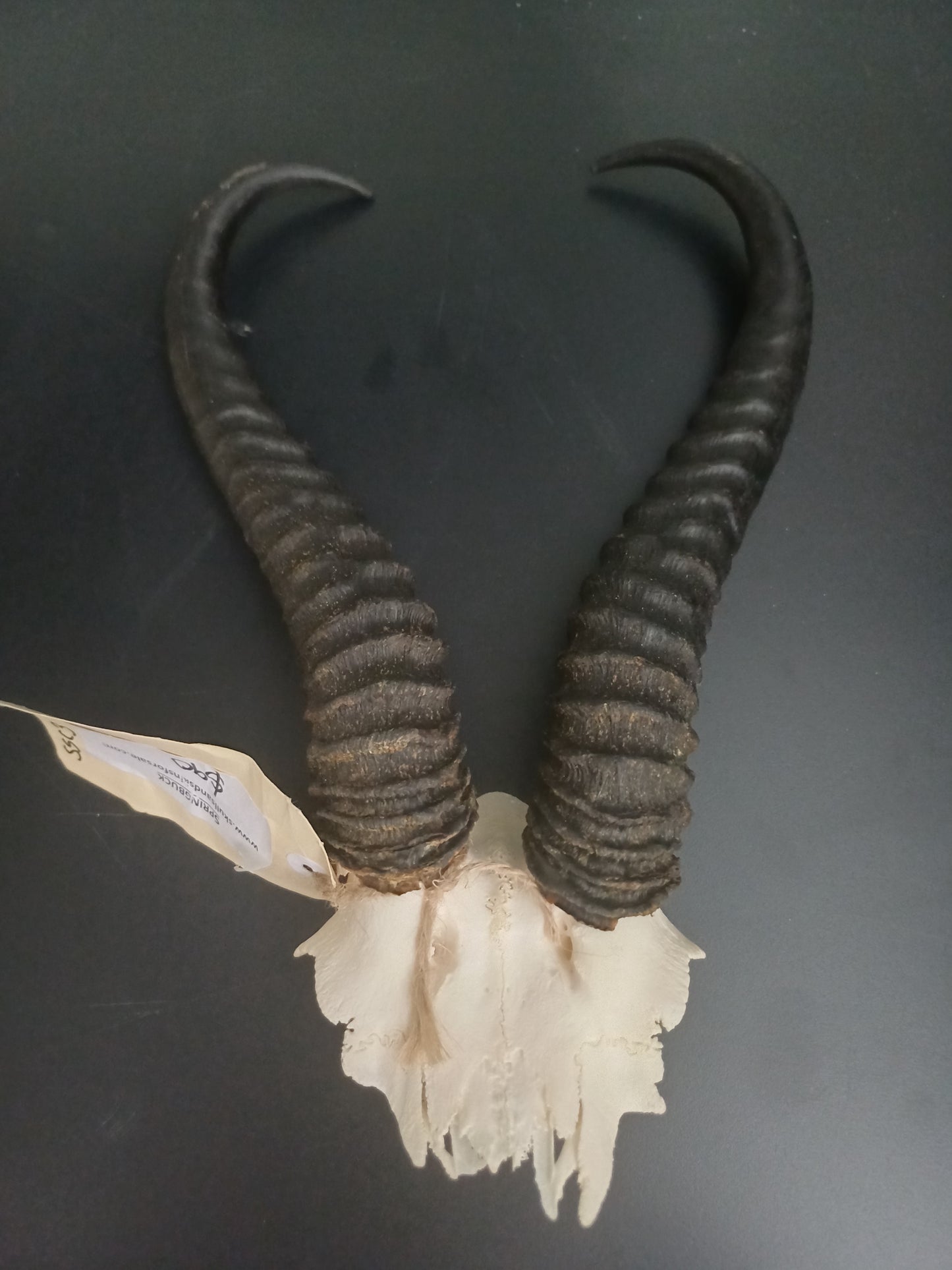 Springbok skull cap