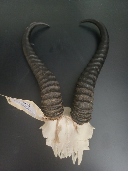 Springbok skull cap