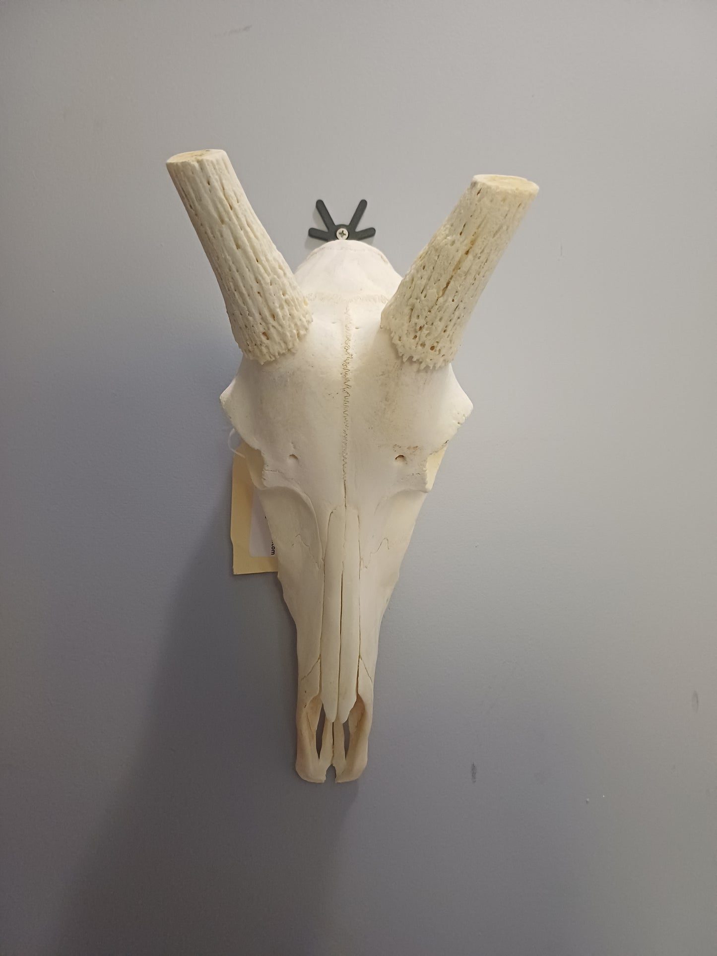 Blesbok skull