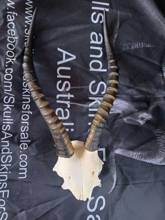 Blesbok skull cap