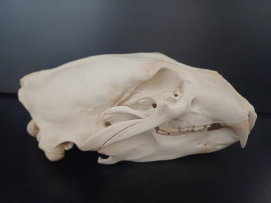 Polar bear skull (CITES)