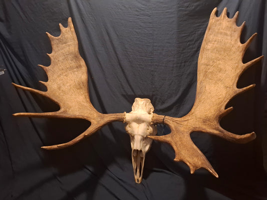 Moose Skull - SHIPPING ADDITIONAL