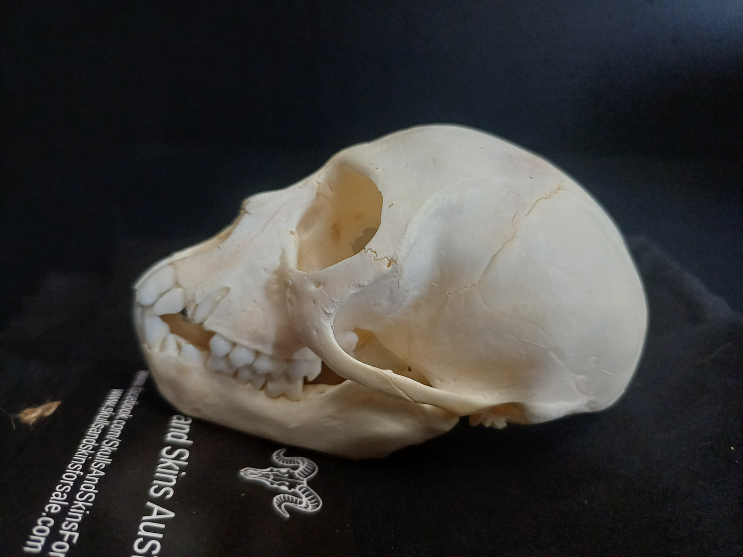 Vervet Monkey Skull - B Grade Sub Adult Female