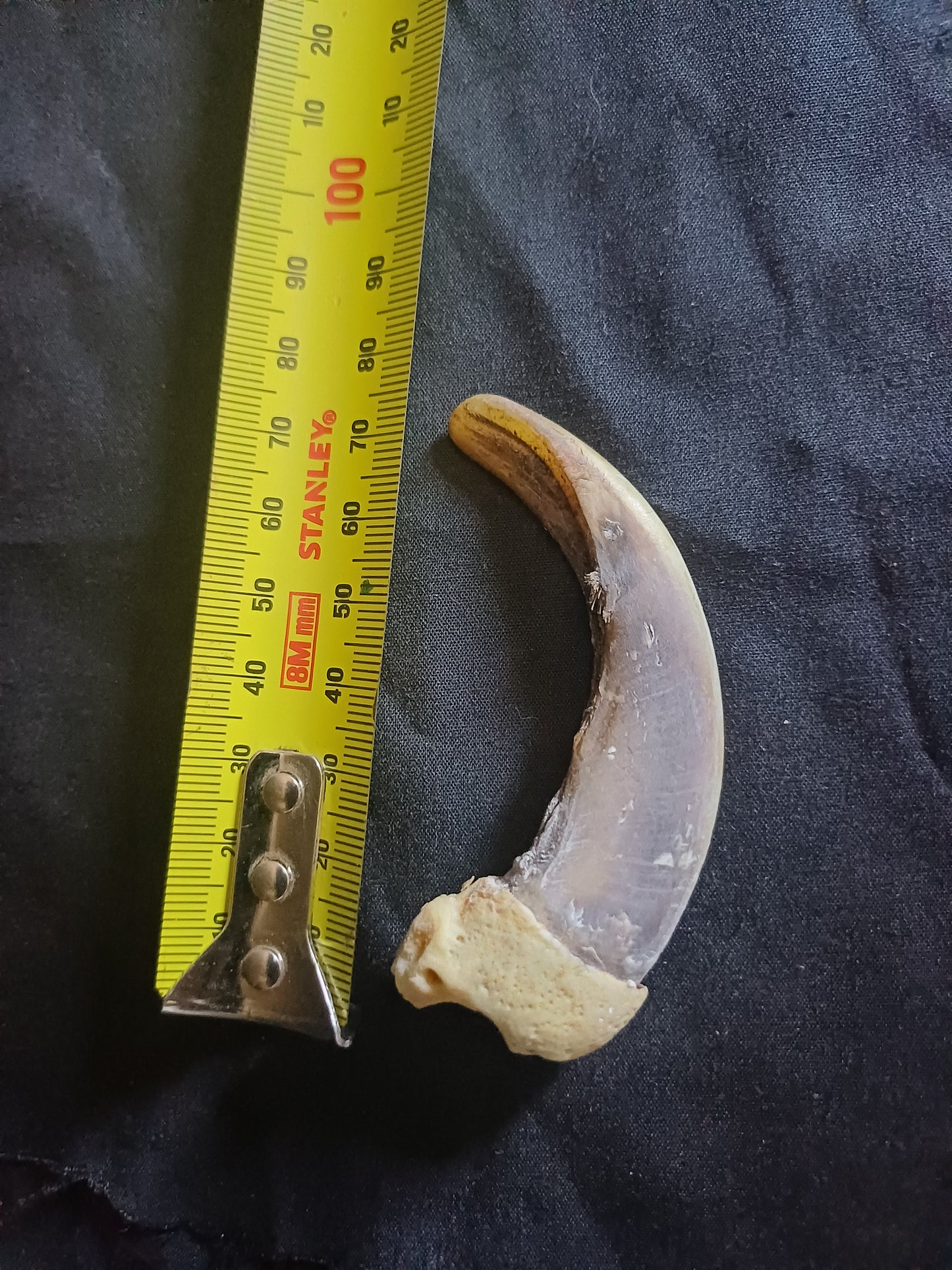 XL Grizzly bear claw