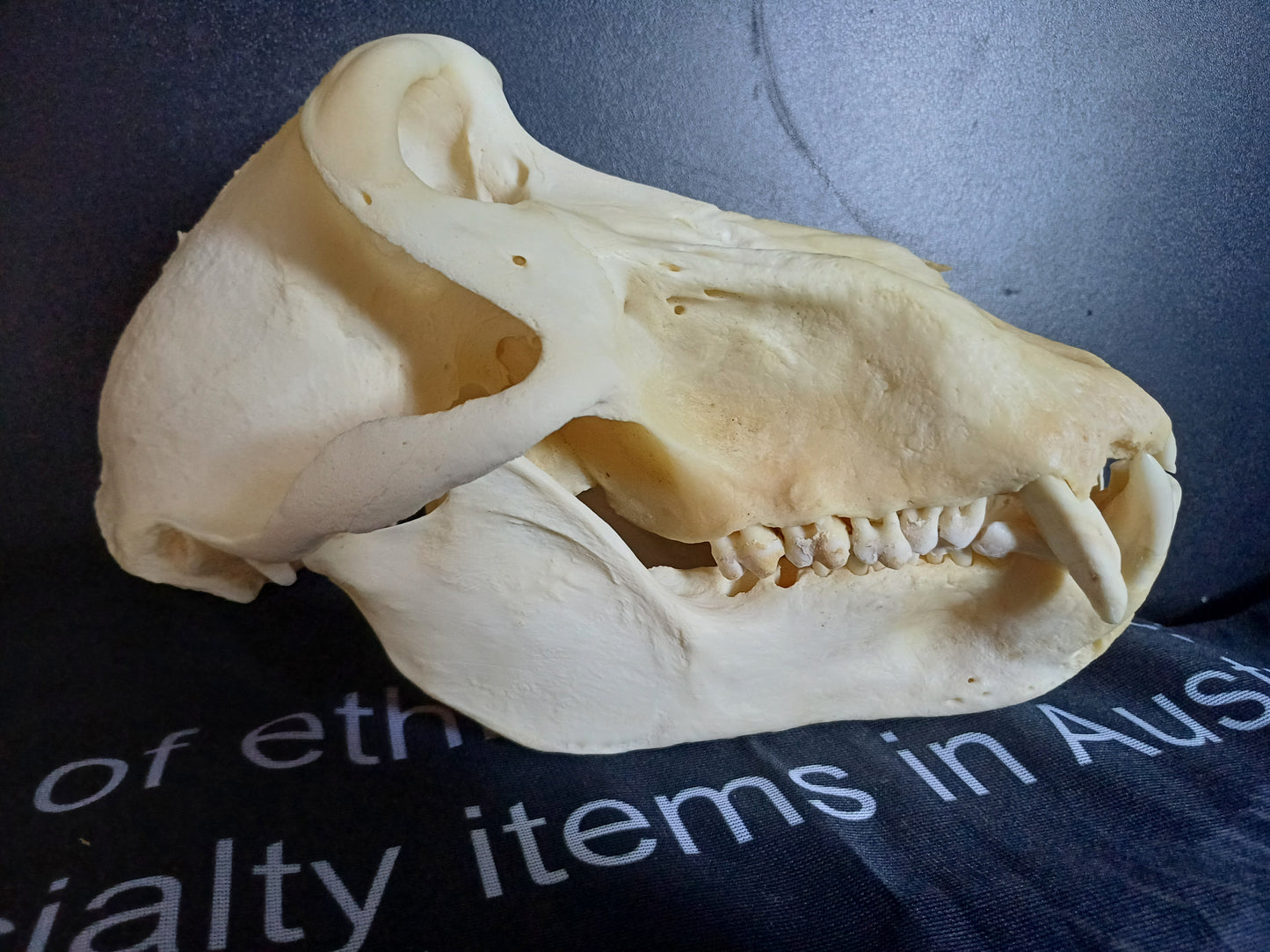 B Grade Chacma Baboon skull - male CITES