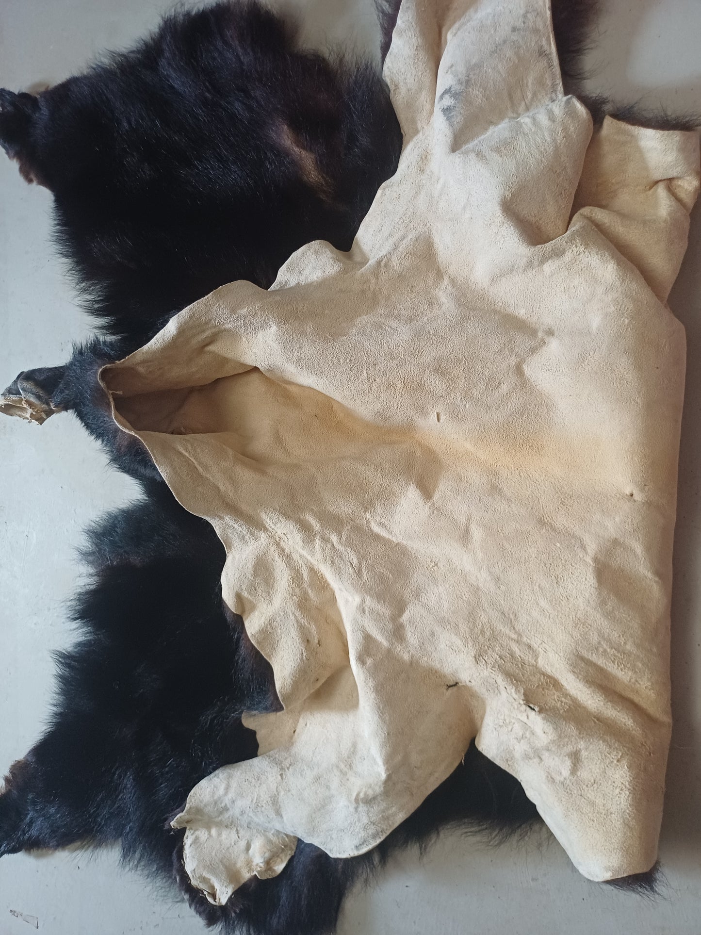Black bear hide