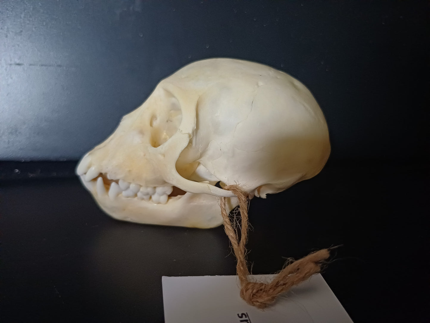 Vervet Monkey Skull - Female