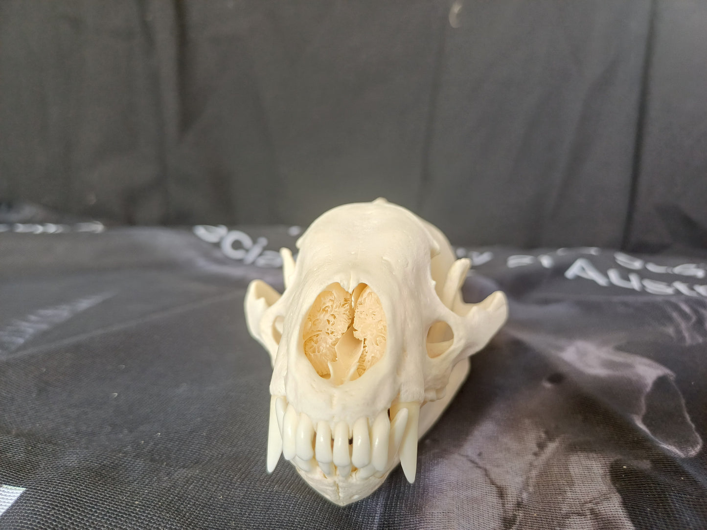 Badger Skull