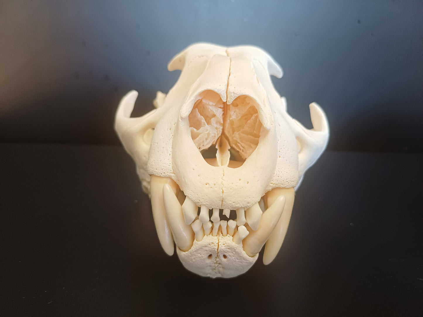 Cougar Skull