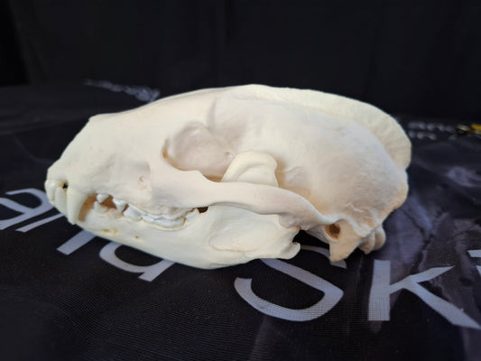 Badger Skull