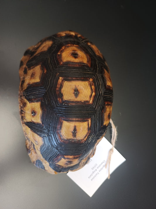 Large Angulate tortoise shell (CITES)
