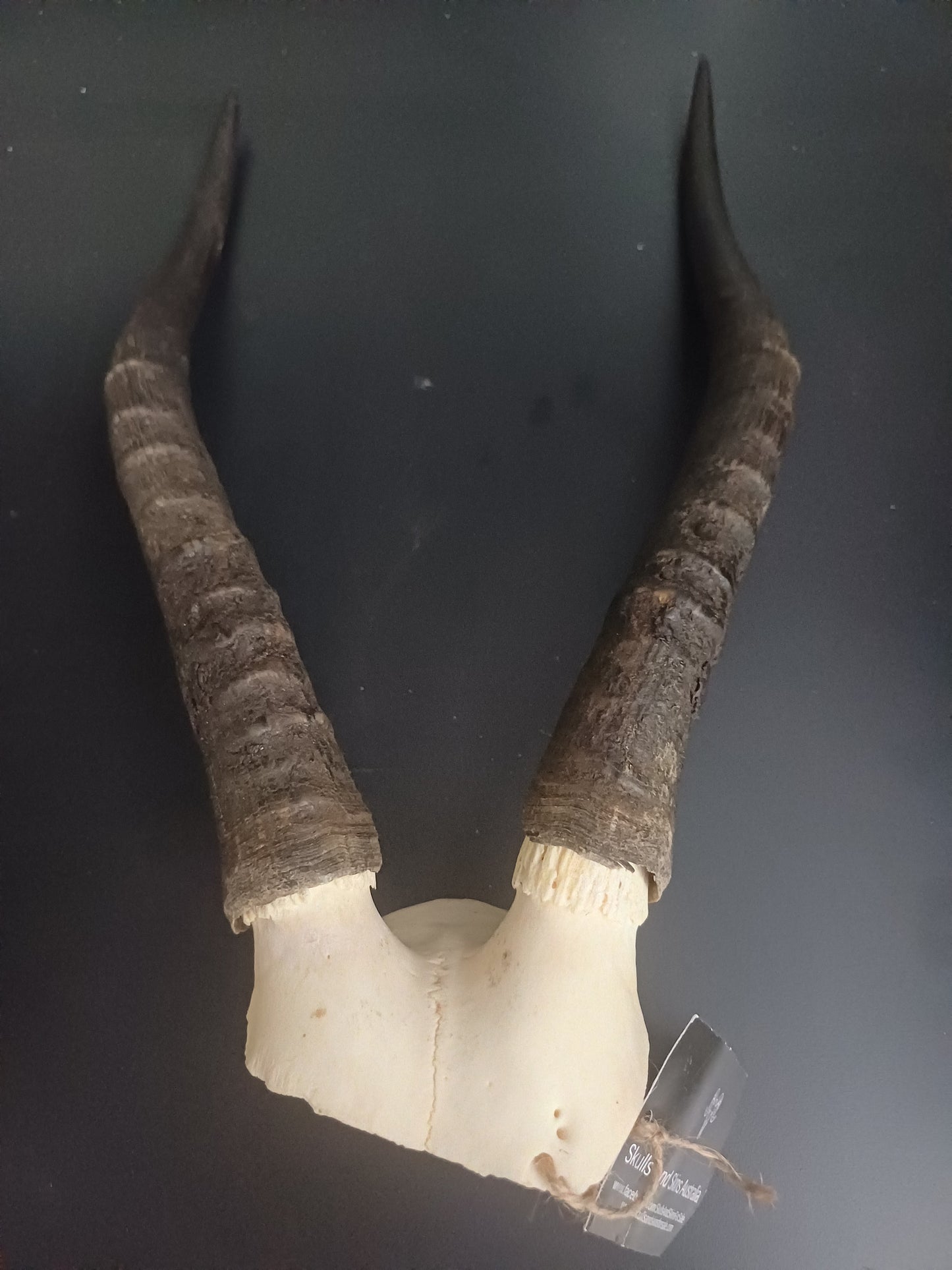 Blesbok skull cap