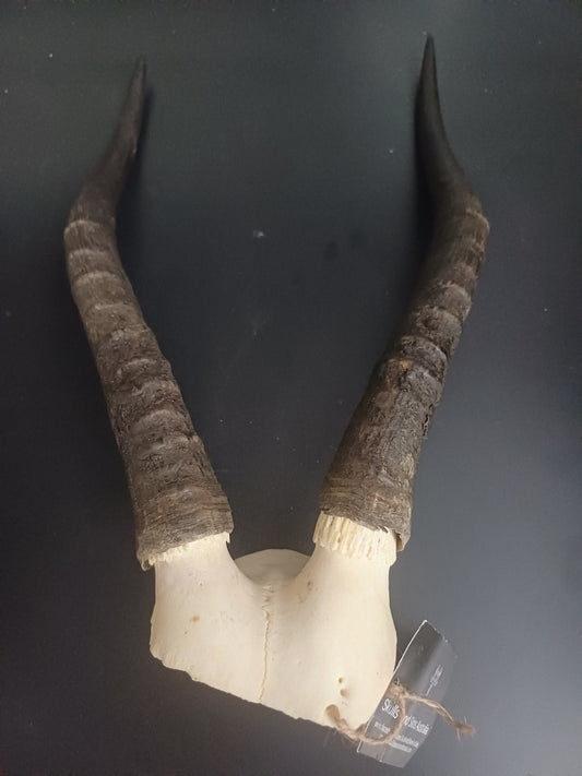 Blesbok skull cap