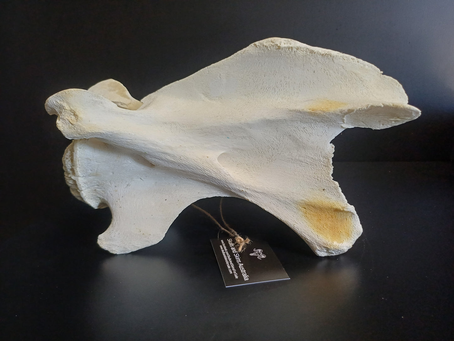 XL Giraffe Vertebrae (CITES permit inc)