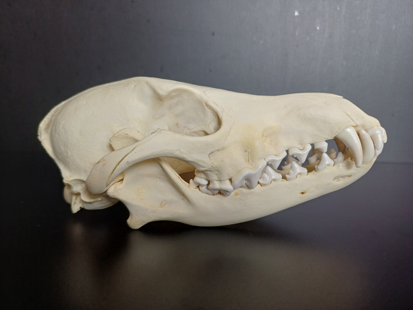 Coyote Skull