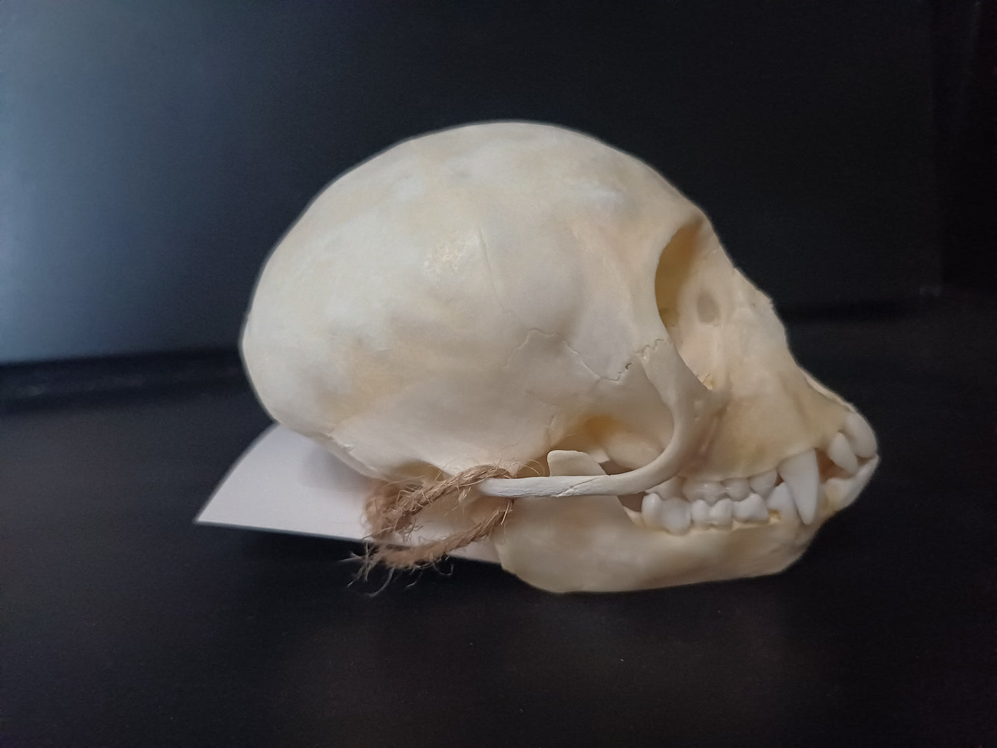 Vervet Monkey Skull - Female