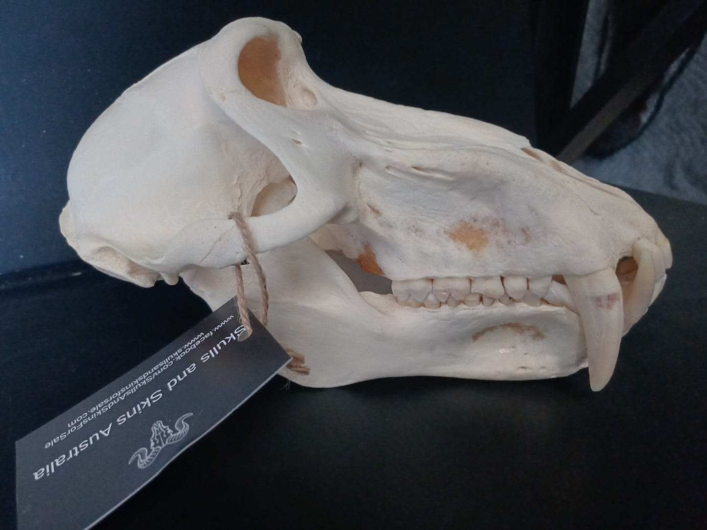 Chacma Baboon skull - male CITES