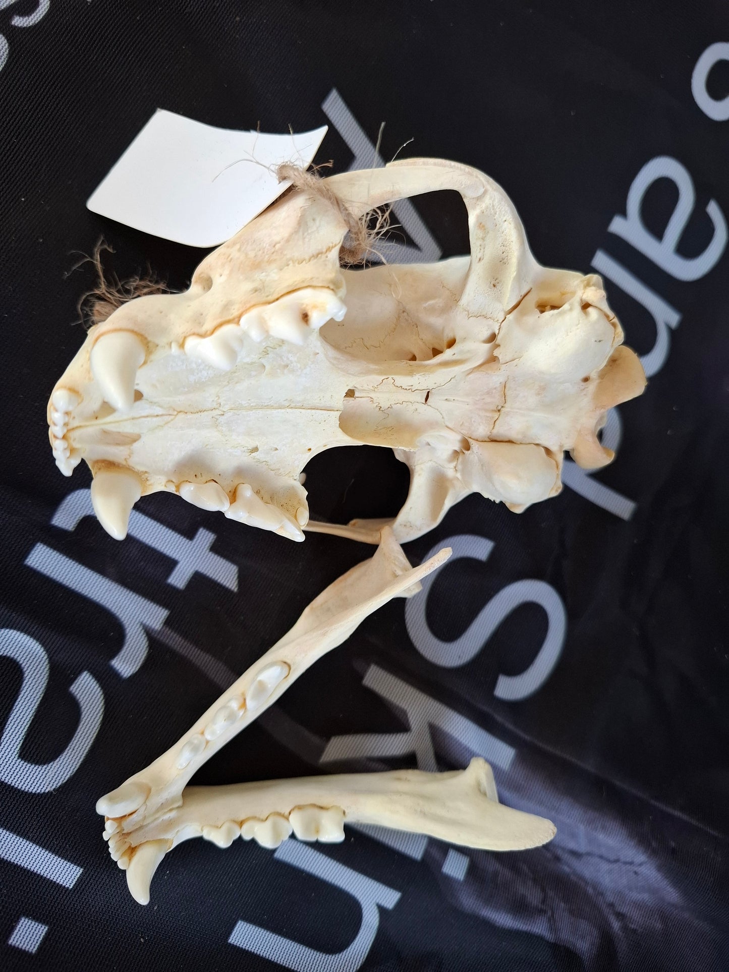Caracal skull