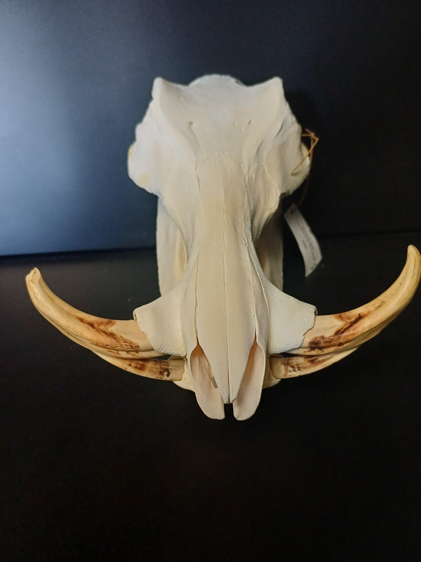 Warthog skull
