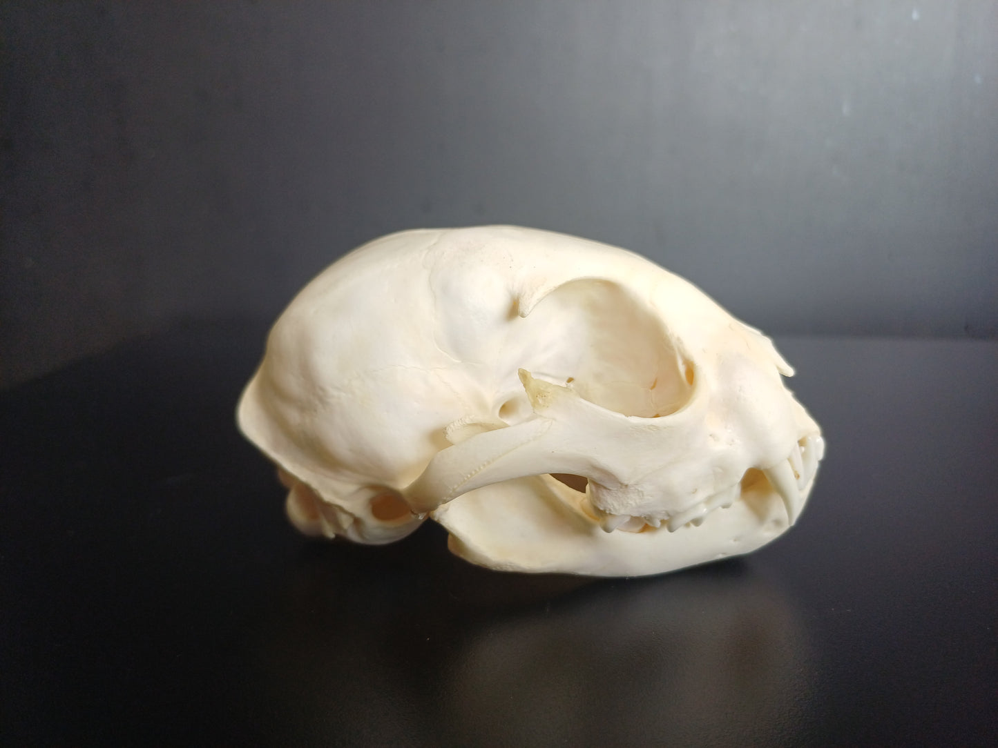 Lynx skull