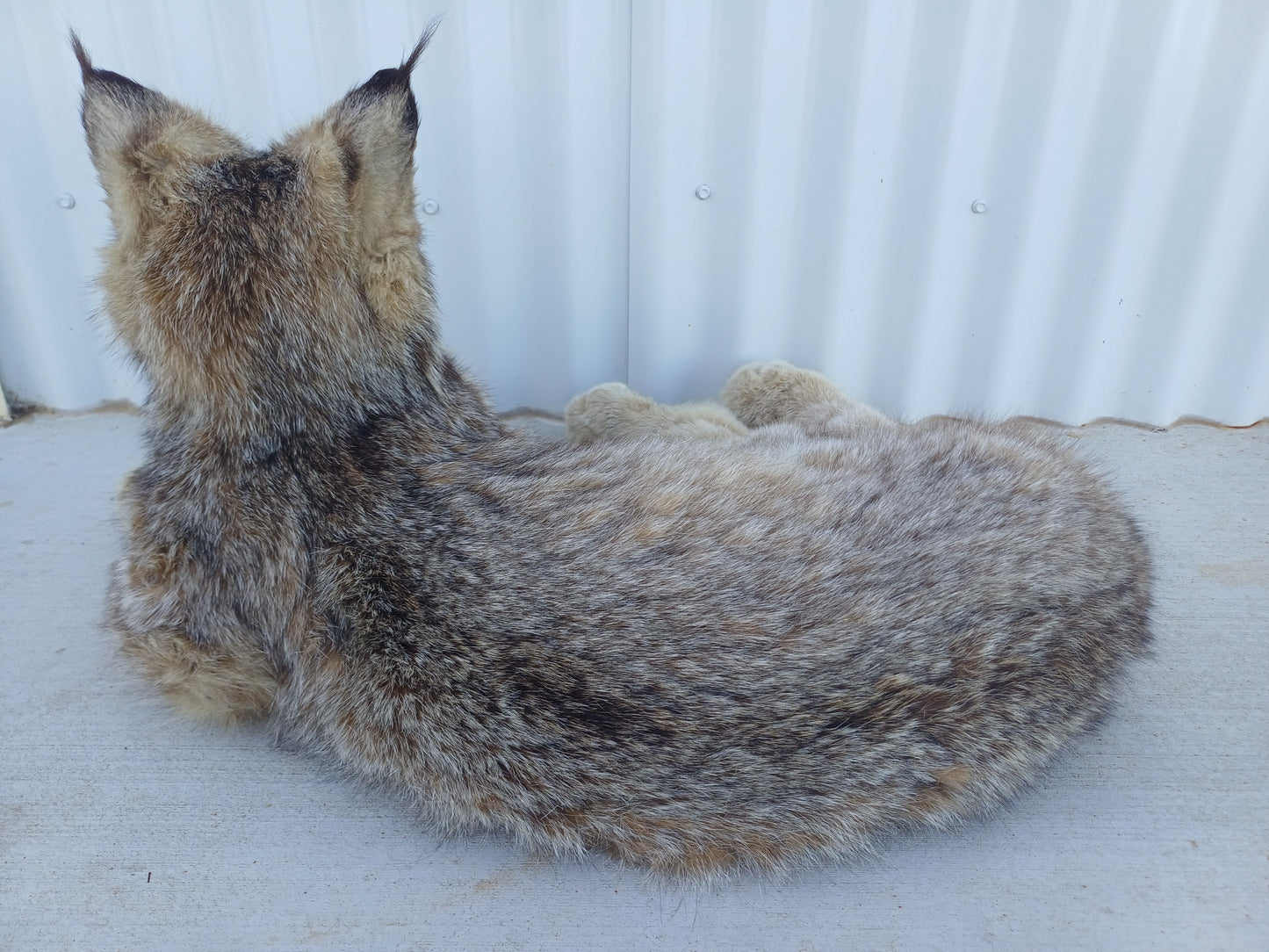 Lynx taxidermy mount