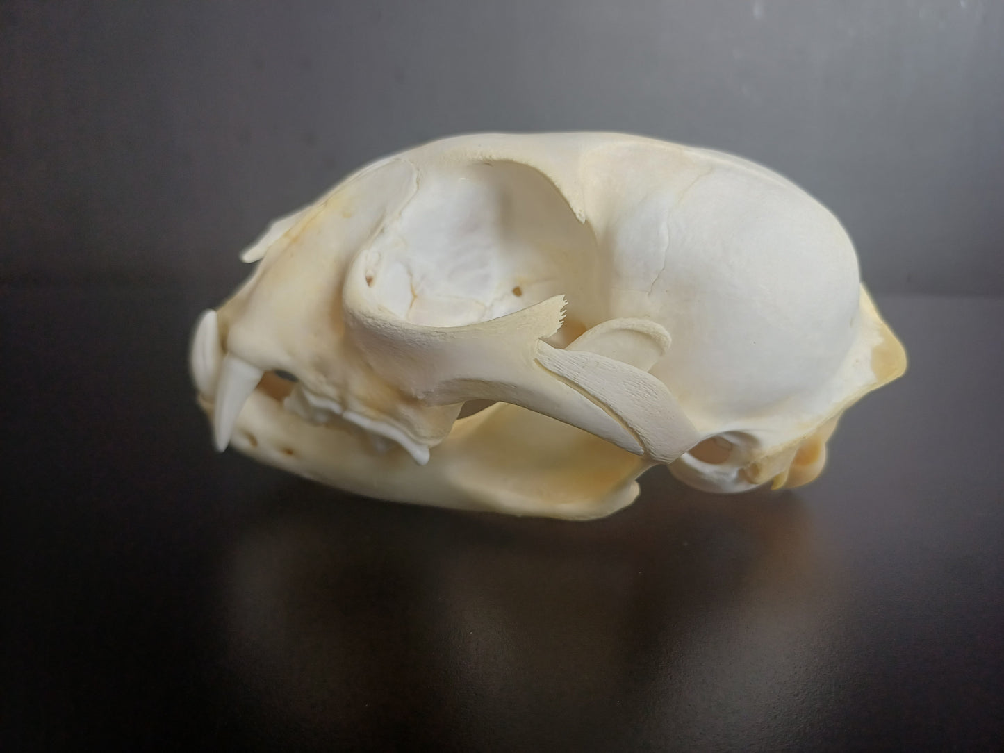 Lynx skull