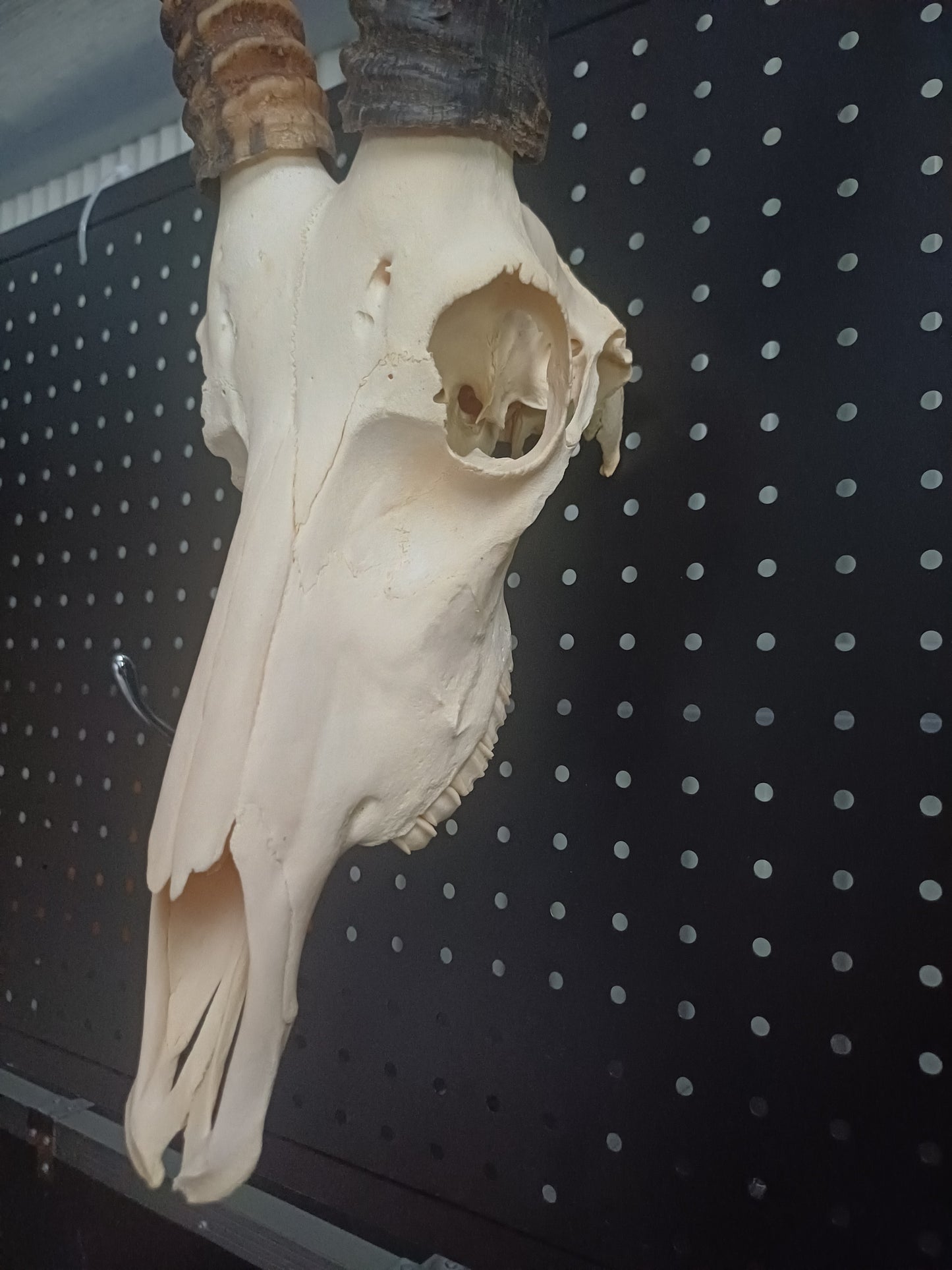 Blesbok skull