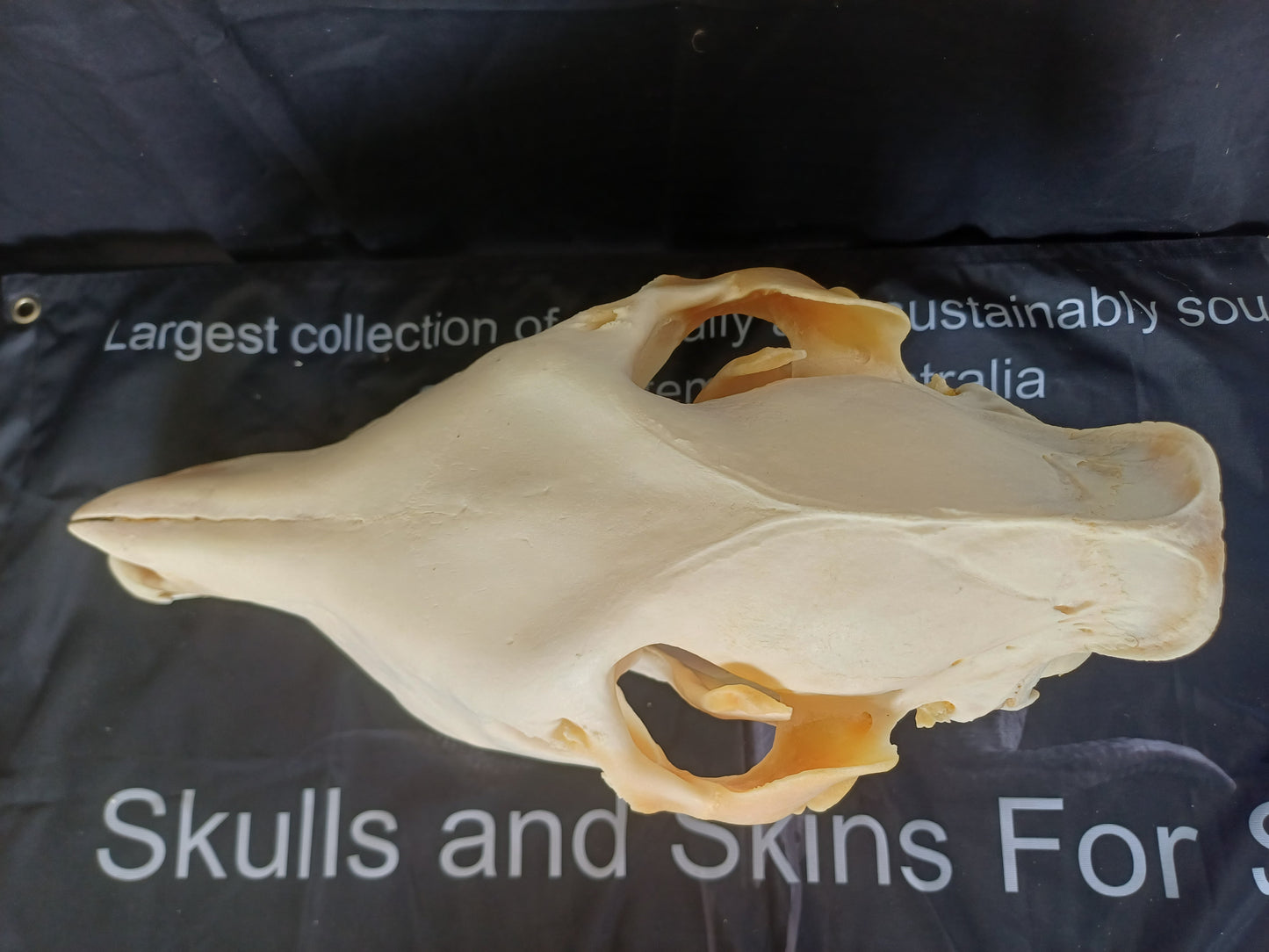 Large Zebra skull