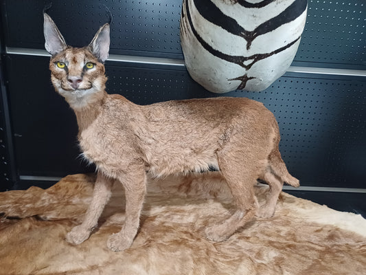 Caracal full mount taxidermy inc shipping