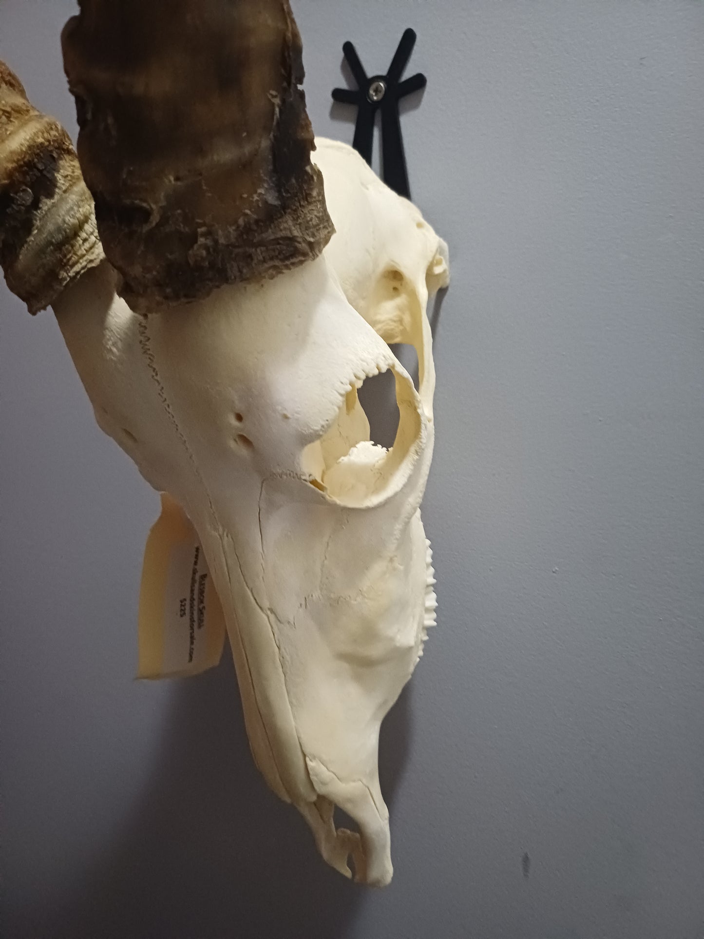 Blesbok skull