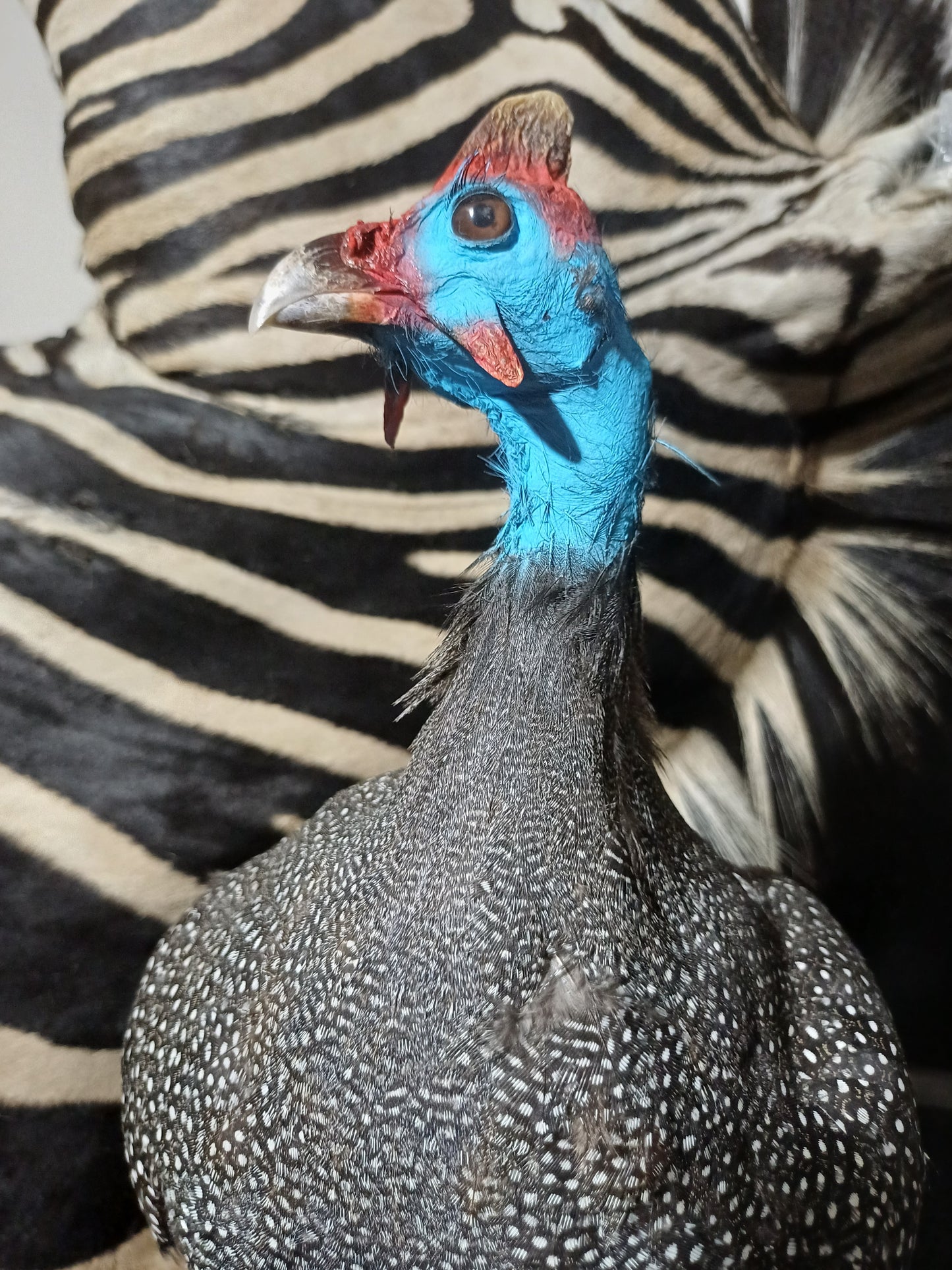 African Guinea Fowl