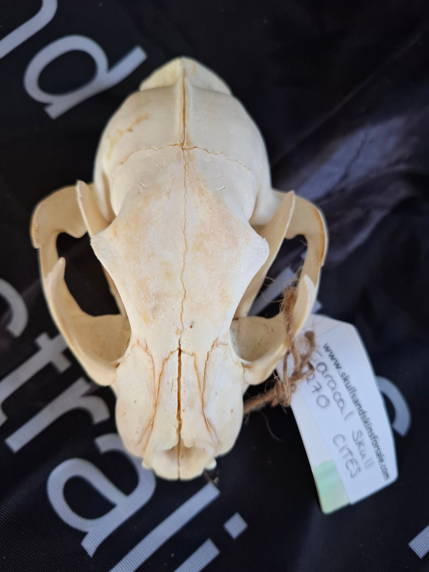 Caracal skull